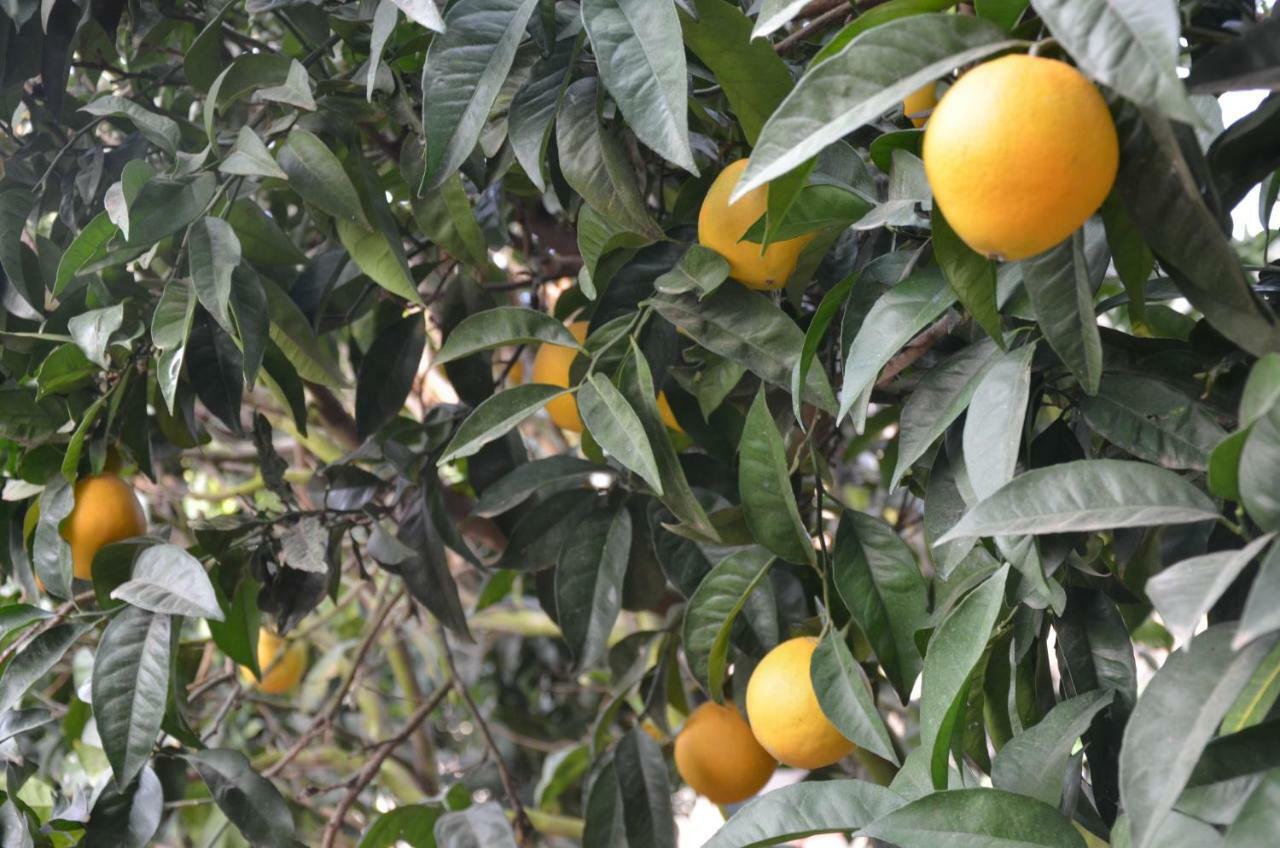 La Berrera Βίλα Firgas Εξωτερικό φωτογραφία